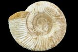 Perisphinctes Ammonite - Jurassic #108708-1